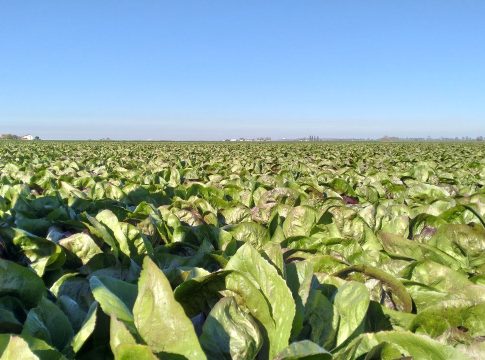 Ortive di pieno campo, contro gli stress decisivo il momento d’intervento