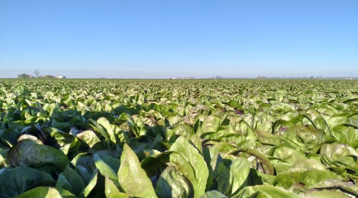 Ortive di pieno campo, contro gli stress decisivo il momento d’intervento