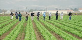 Proroga fino a fine anno per gli occasionali occasionali