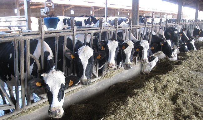 Dalla ricerca innovazioni sostenibili nelle filiere zootecniche filiere zootecniche