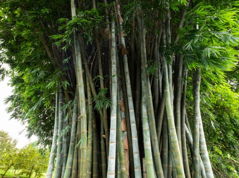 bambù