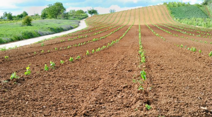 Vite, partire dalla radice vite