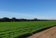 Arriva dalla Piana del Fucino la carota bio che piace agli inglesi carota bio