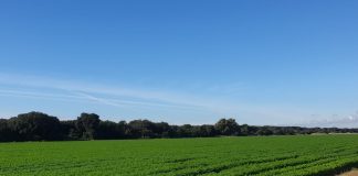 Arriva dalla Piana del Fucino la carota bio che piace agli inglesi carota bio