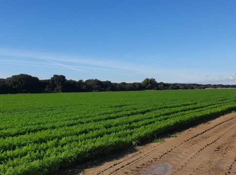 Arriva dalla Piana del Fucino la carota bio che piace agli inglesi carota bio