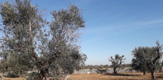 Interventi d’emergenza per proteggere le piante proteggere le piante