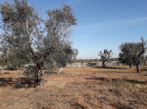 proteggere le piante