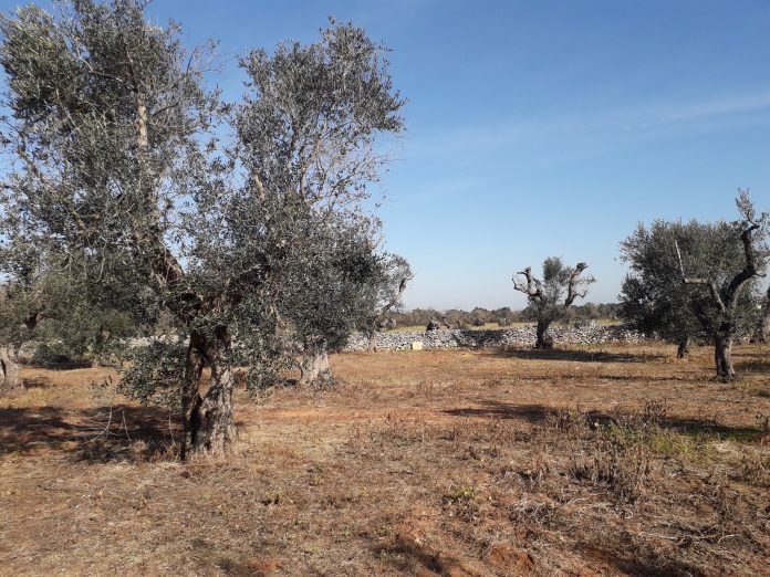 proteggere le piante