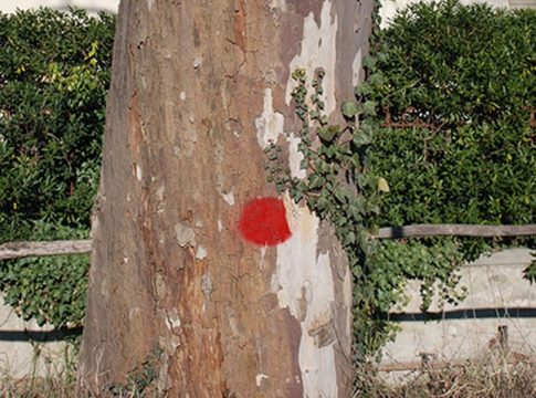 Scudi sempre attivi contro le minacce aliene insetti alieni