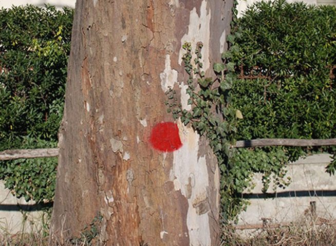 Crea_sorveglianza_fitosanitaria_1_foto_1_sintomi causati da Ceratocystis platani insetti alieni