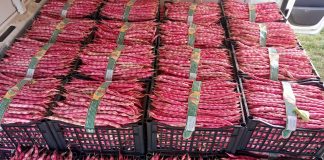 Fagiolo di Cuneo Igp, cambia il disciplinare Fagiolo di Cuneo