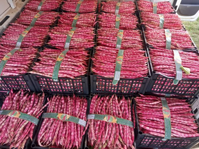 Fagiolo rosso fresco Fagiolo di Cuneo