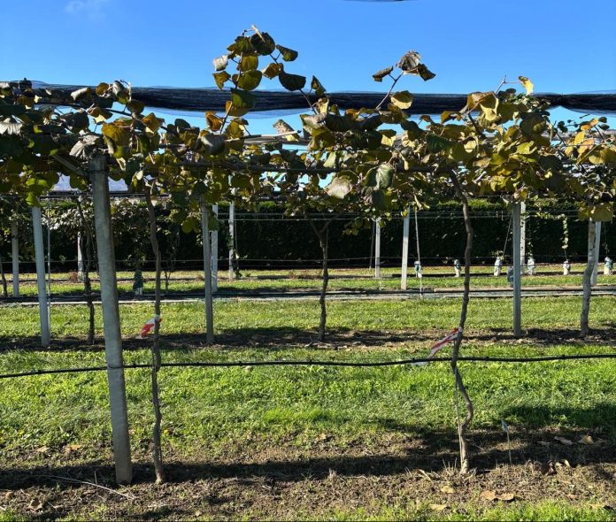 Gallesio_kiwi_riempitivaok moria