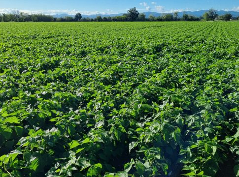 Il fagiolino rilancia la Val Trebbia