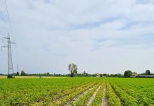 Patata, giro d’Italia sul problema difesa