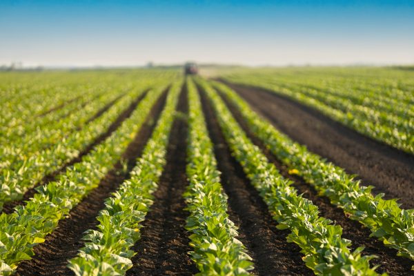Tabacco, accordo tra Bat Italia e Deltafina per la filiera della trasformazione