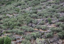 Agricoltura eroica: tre esempi di passione oltre il reddito agricoltura eroica