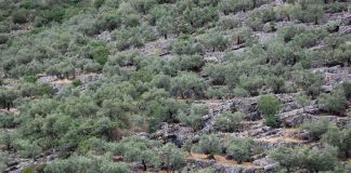 Agricoltura eroica: tre esempi di passione oltre il reddito agricoltura eroica