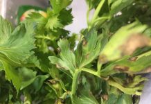 Sedano, prevenzione efficace per cercosporiosi e septoriosi
