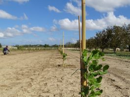 Carrubo, in Puglia una nuova filiera per il post Xylella carrubo
