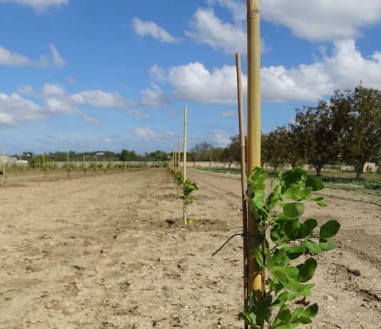 Carrubo, in Puglia una nuova filiera per il post Xylella carrubo