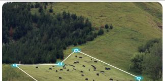 Virtual fencing, e il pascolo cambia