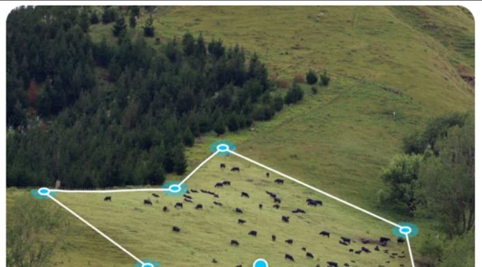 Virtual fencing, e il pascolo cambia
