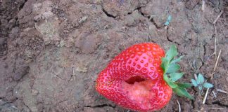 Le limacce colpiscono anche in inverno limacce