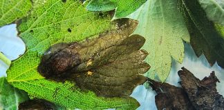 Fragola, importanti attacchi di Neopestalotiopsis fragola