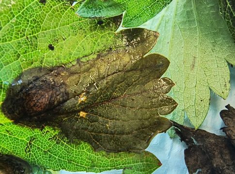 Fragola, importanti attacchi di Neopestalotiopsis fragola