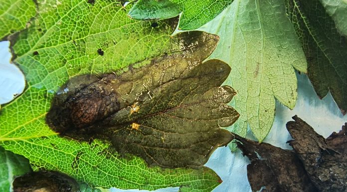 Fragola, importanti attacchi di Neopestalotiopsis fragola