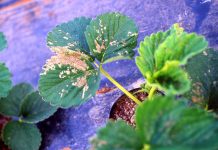 Fragola, attenzione al microclima in coltura protetta fragola