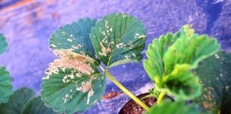 Fragola, attenzione al microclima in coltura protetta fragola