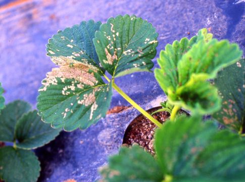 Fragola, attenzione al microclima in coltura protetta fragola