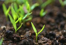 biostimolanti in campo