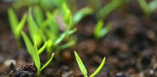 biostimolanti in campo