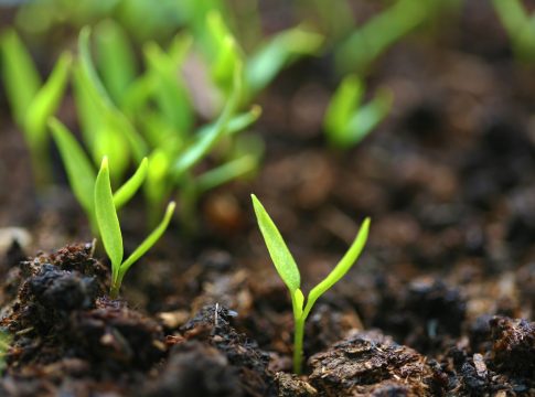 biostimolanti in campo