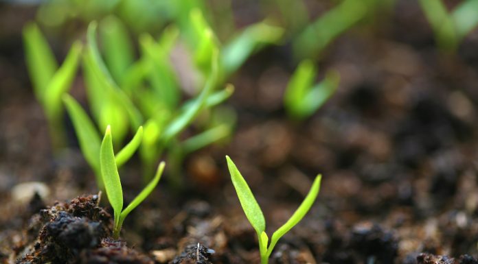 biostimolanti in campo