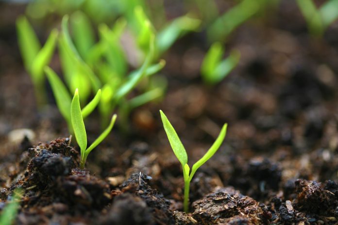 spring background biostimolanti in campo