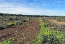 Puglia, capitozzati 487 giovani olivi a Molfetta (Ba)