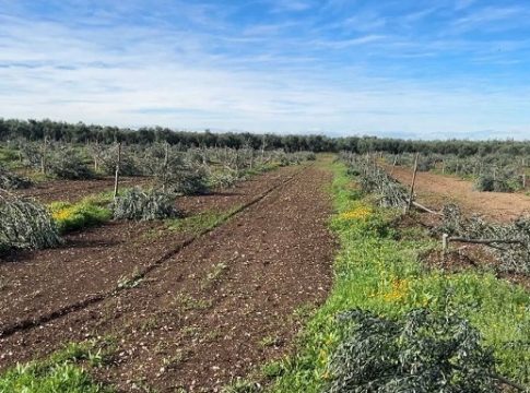 Puglia, capitozzati 487 giovani olivi a Molfetta (Ba)