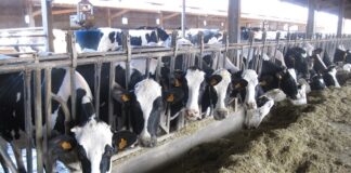 Puglia: bando da 30 milioni per irrigazione e benessere animale irrigazione