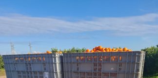 Apofruit: in Calabria e Basilicata agrumi in crescita nel segno del bio