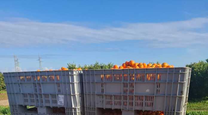 Apofruit: in Calabria e Basilicata agrumi in crescita nel segno del bio