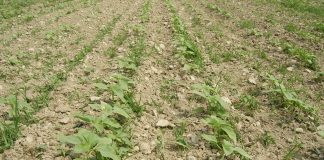 Diserbo girasole: pulizia letto di semina e pre-emergenza le armi vincenti diserbo girasole