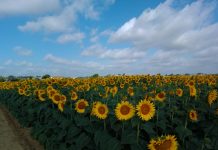 Girasole, annata positiva con rese alte in quasi tutte le località girasole