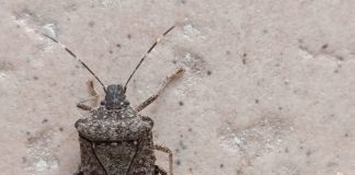 Cimice asiatica, monitorare gli adulti svernanti cimice asiatica