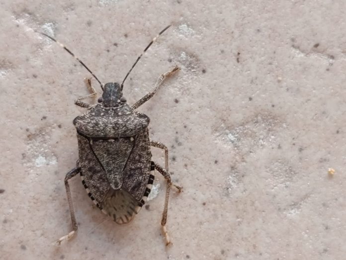 FOTO1_Adulto di cimice asiatica cimice asiatica