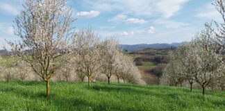 Frutta in guscio in Piemonte: il “nodo” rese frena la crescita mandorlo