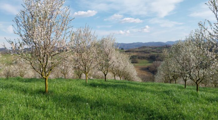 Frutta in guscio in Piemonte: il “nodo” rese frena la crescita mandorlo
